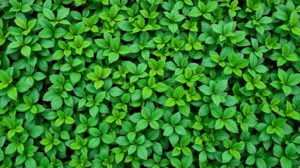 Lush green leaves and vines creating a vibrant, natural backdrop, backdrop, vegetation, growth
