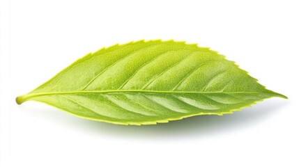 Obraz premium Single green tea leaf isolated on white background.