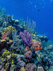 Caribbean coral garden, underwater Bonaire Landscape
