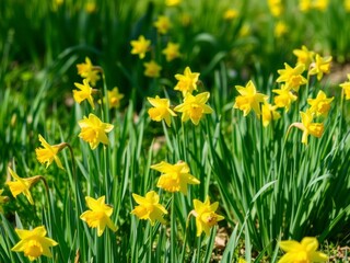 Obraz premium Vibrant yellow daffodil flowers blooming in a lush field under the bright sun, petals, nature