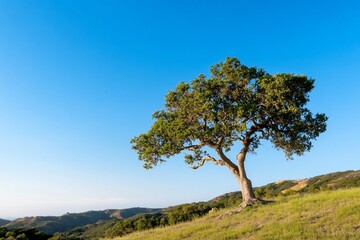 Obraz premium Lone tree on grassy hillside under clear blue sky.
