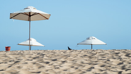 View of umbrellas and a pigeon against the blue ocean in the background.
