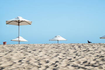 View of umbrellas and a pigeon against the blue ocean in the background.
