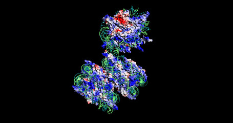 Human telomere, cancer and aging molecule, tetranucleosome 3D structure with electrostatic surface,...