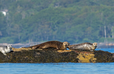Fototapeta premium Harbor Seals, Phoca vitulina, haul on ledge on a summer morning near Boothbay Harbor, Maine