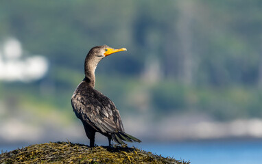 Double Crested Cormorant, Phalacrocorax auritus, closeup on ledge near Boothbay Harbor, Maine