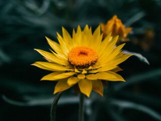 yellow flower