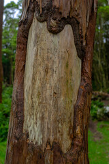 Tree trunk without bark part in oval shape