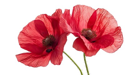 Obraz premium Poppies isolated on a white background poppy flower