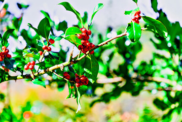 Christmas Holly tree with green leaves and red berries on blurred background
