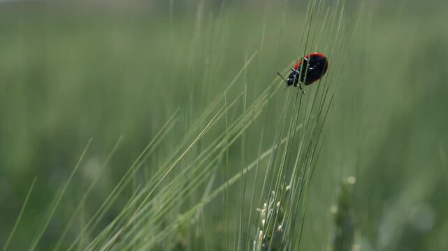 Red beetle with black spots on a Wheat Spike. Mylabris quadripunctata. Close Up