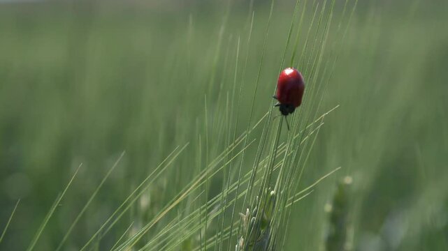 Red beetle with black spots on a Wheat Spike. Mylabris quadripunctata