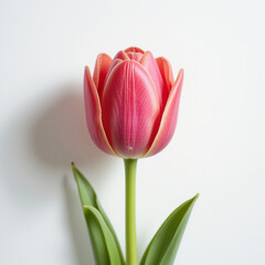 Naklejka premium Tulip of flower on white background - flower generation -