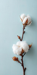 Concept photo of cotton branch with space for text