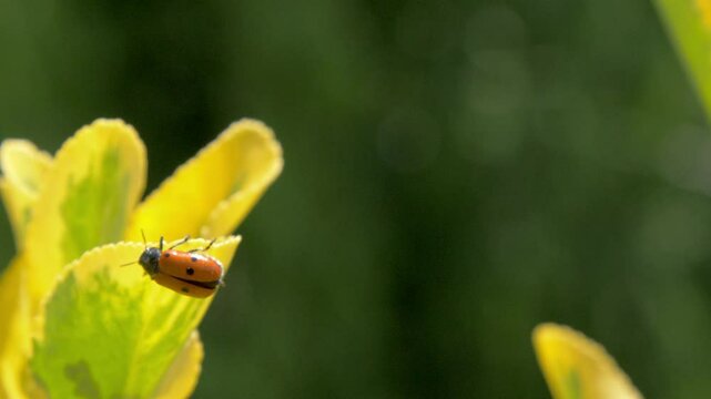 Red beetle with black spots on a yellow plant leaf. Mylabris quadripunctata