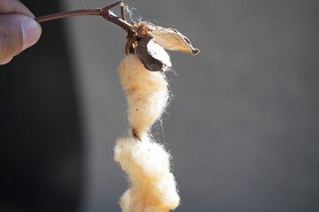 
closeup of a cotton branch