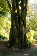 Giant Moreton Bay Fig Tree Trunk - Majestic Nature