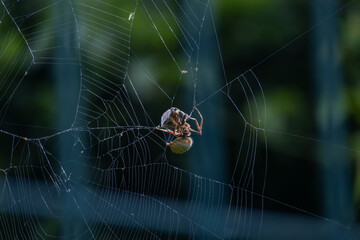Spider on web, Araneus gemma hunting