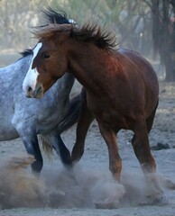 Fototapeta premium Wild Horses in a Scuffle 