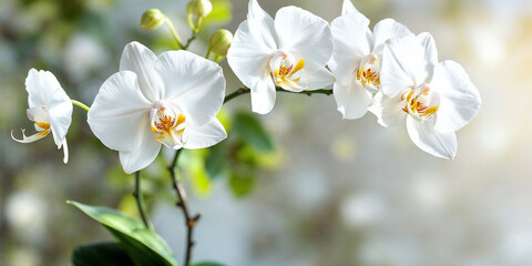Concept photo of orchids with space for text
