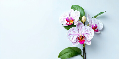 Fototapeta premium Concept photo of orchids with space for text