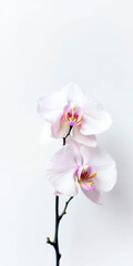Obraz premium Concept photo of orchids with space for text