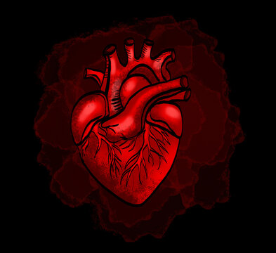Realistic anatomical red heart beating on dark background
