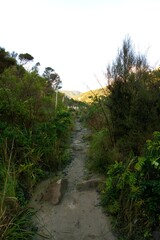 Steep Hiking Path Through the Bush