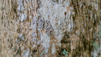 close up view of wood texture