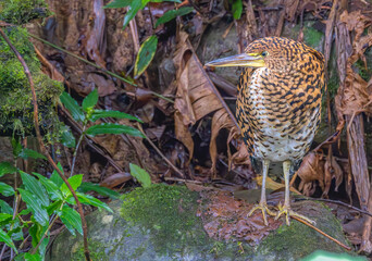 Rufescent tiger heron perched on a rock in the forest.