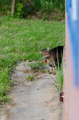 Tabby Cat Walking on Path Near Wall