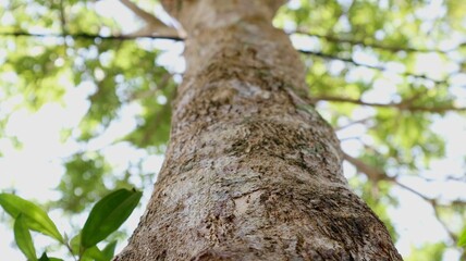Obraz premium tree texture seen from below