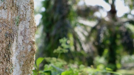 The texture of the tree appears to be on the edge and in the empty space.