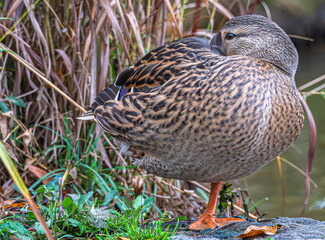 Closeup of a female mallard duck resting, its head tucked into its shoulder and perched on one foot.