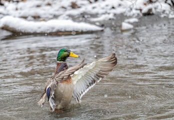 Mallard drake, mallard duck, in a shallow pond flapping its wings in the snow.
