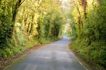 Paved Road in the Super Dense Forest - Scenic Wilderness
