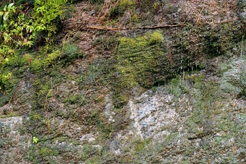 Wet Moss Wall - Nature Close-up and Forest Texture