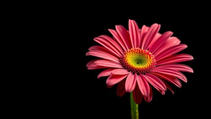 Beautiful Gerbera Daisy, Isolated, Bright Colors, High Detail, Stunning Photo