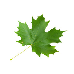 Fototapeta premium A single green maple leaf isolated on a transparent background, perfect for emphasizing its fresh color and detailed texture.