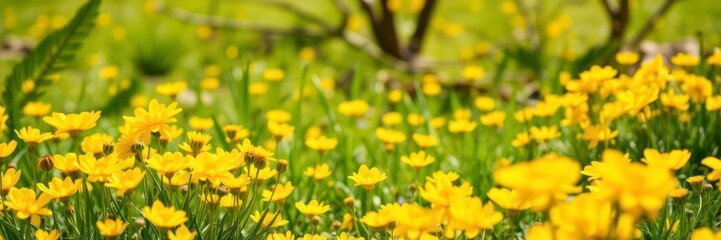 Fototapeta premium Beautiful daffodil flowers blooming in a vast field under the clear blue sky, vibrant, sunny