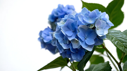 Fototapeta premium A blue flower with a white background