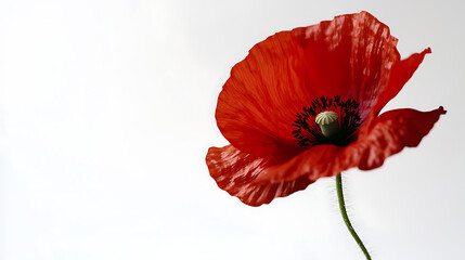 A red poppy flower is the main focus of the image