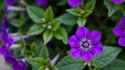 Fototapeta premium Vibrant purple flower petals and leaves in close-up detail, detail, plant