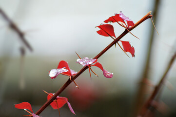 Japanese barberry in frost