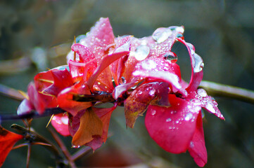 Frozen dew on Japanese barberry