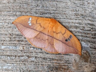 A close up of A Cricula Silkmoth, Cricula trifenestrata
