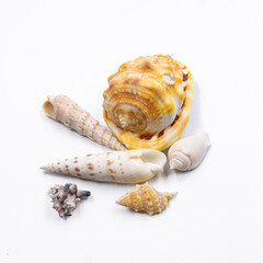 Collection of sea shells isolated on white background, tropical marine decor, beach vacation concept