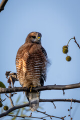 Closeup of a brown eagle sitting on top of a tree