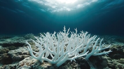 Fototapeta na wymiar Bleached coral reef underwater with sunlight.