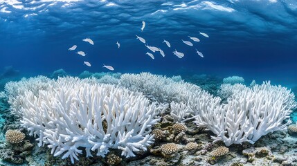 Bleached coral reef with fish underwater.